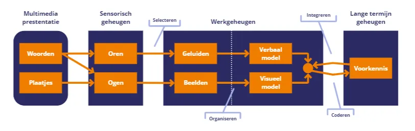 2023_Afbeelding 1 Zo leren onze hersenen Geheugen 2023_Afbeelding 1 Zo leren onze hersenen Geheugen
